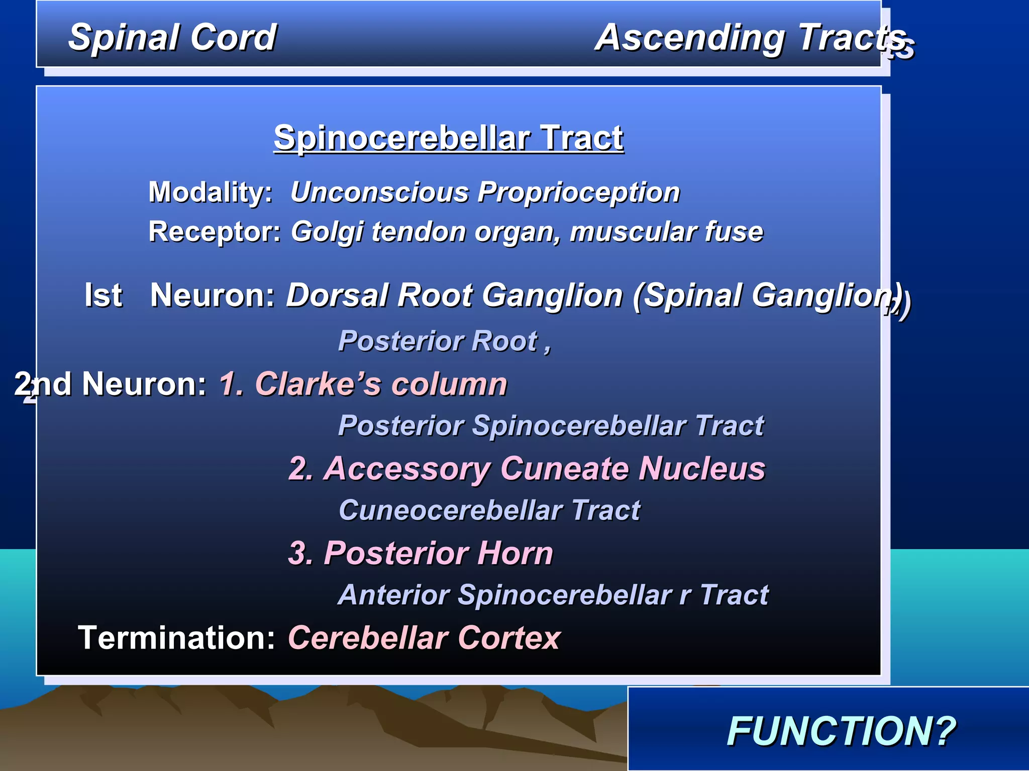 Spinal Cord
   Spinal Cord                          Ascending Tracts
                                        Ascending Tracts

               Spinocerebellar Tract
               Spinocerebellar Tract
       Modality: Unconscious Proprioception
       Modality: Unconscious Proprioception
       Receptor: Golgi tendon organ, muscular fuse
       Receptor: Golgi tendon organ, muscular fuse
    Ist Neuron: Dorsal Root Ganglion (Spinal Ganglion)
     Ist Neuron: Dorsal Root Ganglion (Spinal Ganglion)
                    Posterior Root ,,
                    Posterior Root
2nd Neuron: 1. Clarke’s column
2nd Neuron: 1. Clarke’s column
                    Posterior Spinocerebellar Tract
                    Posterior Spinocerebellar Tract
                 2. Accessory Cuneate Nucleus
                 2. Accessory Cuneate Nucleus
                    Cuneocerebellar Tract
                    Cuneocerebellar Tract
                 3. Posterior Horn
                 3. Posterior Horn
                    Anterior Spinocerebellar rrTract
                    Anterior Spinocerebellar Tract
   Termination: Cerebellar Cortex
   Termination: Cerebellar Cortex

                                                FUNCTION?
                                                FUNCTION?
 