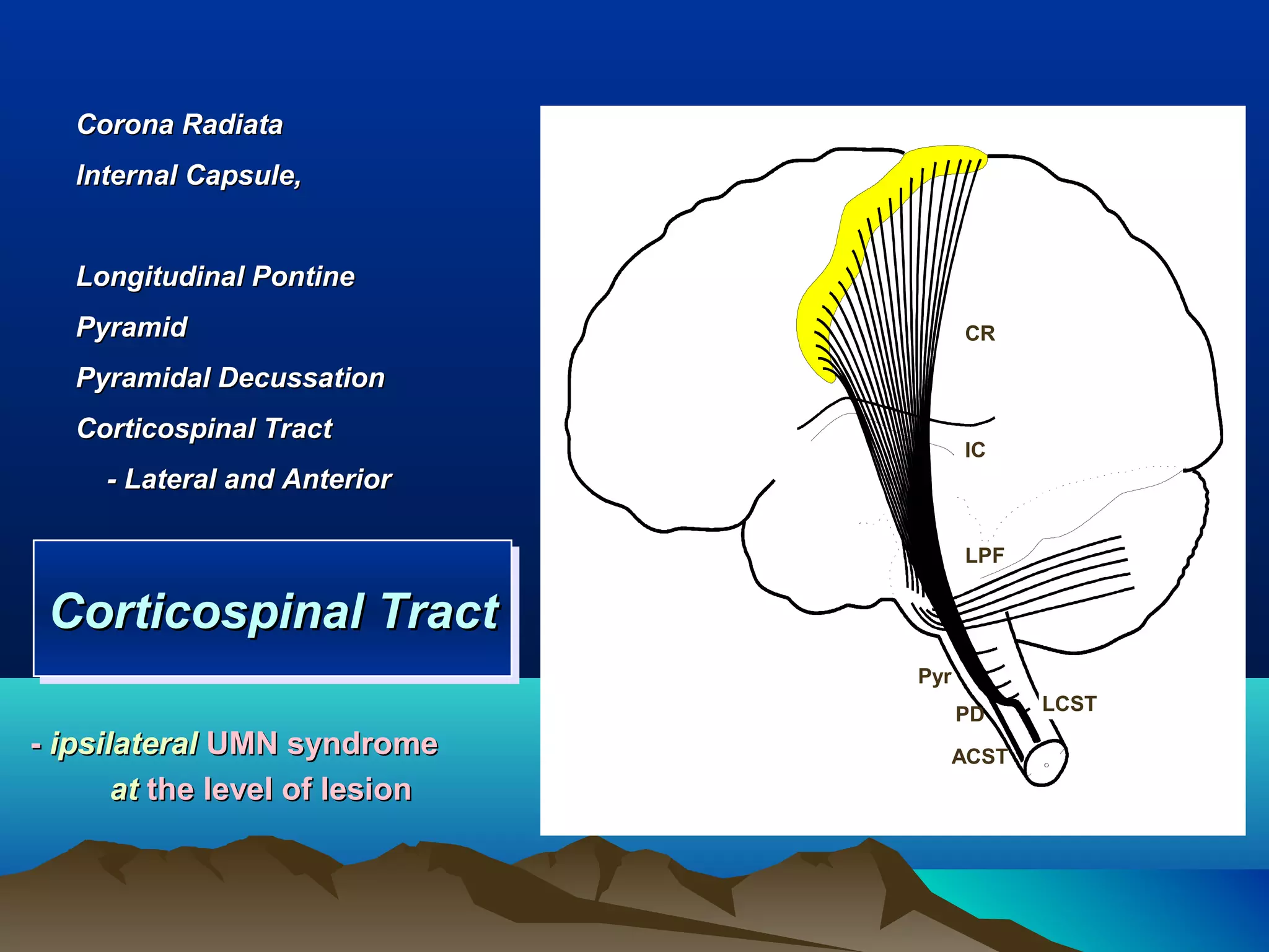 Corona Radiata
   lnternal Capsule,


   Longitudinal Pontine
   Pyramid                            CR

   Pyramidal Decussation
   Corticospinal Tract
                                      IC
     - Lateral and Anterior

                                      LPF


 Corticospinal Tract
 Corticospinal Tract
                                Pyr
                                      PD     LCST

- ipsilateral UMN syndrome            ACST
       at the level of lesion
 