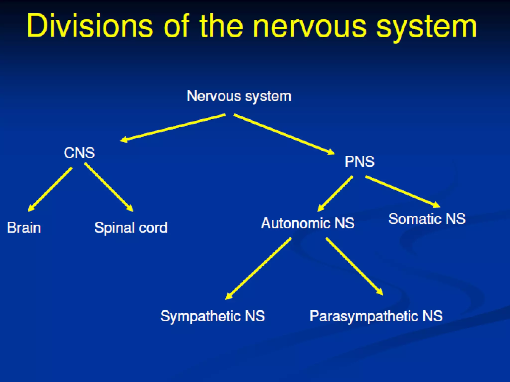 Central Nervous System Physiology