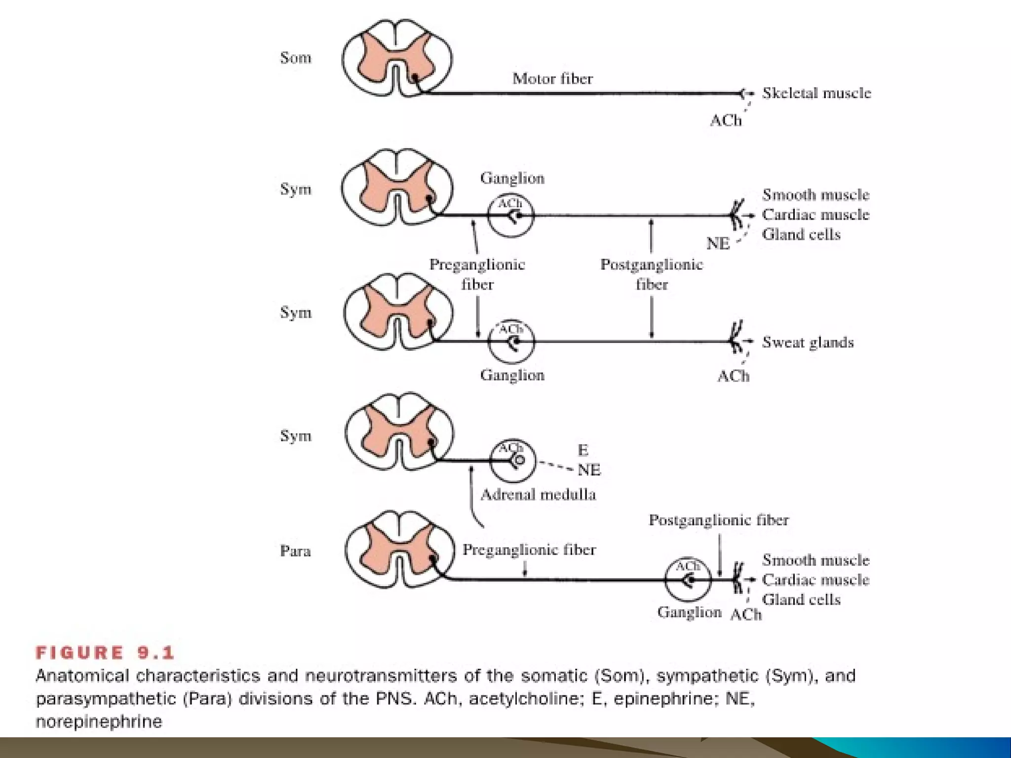 Central Nervous System Physiology