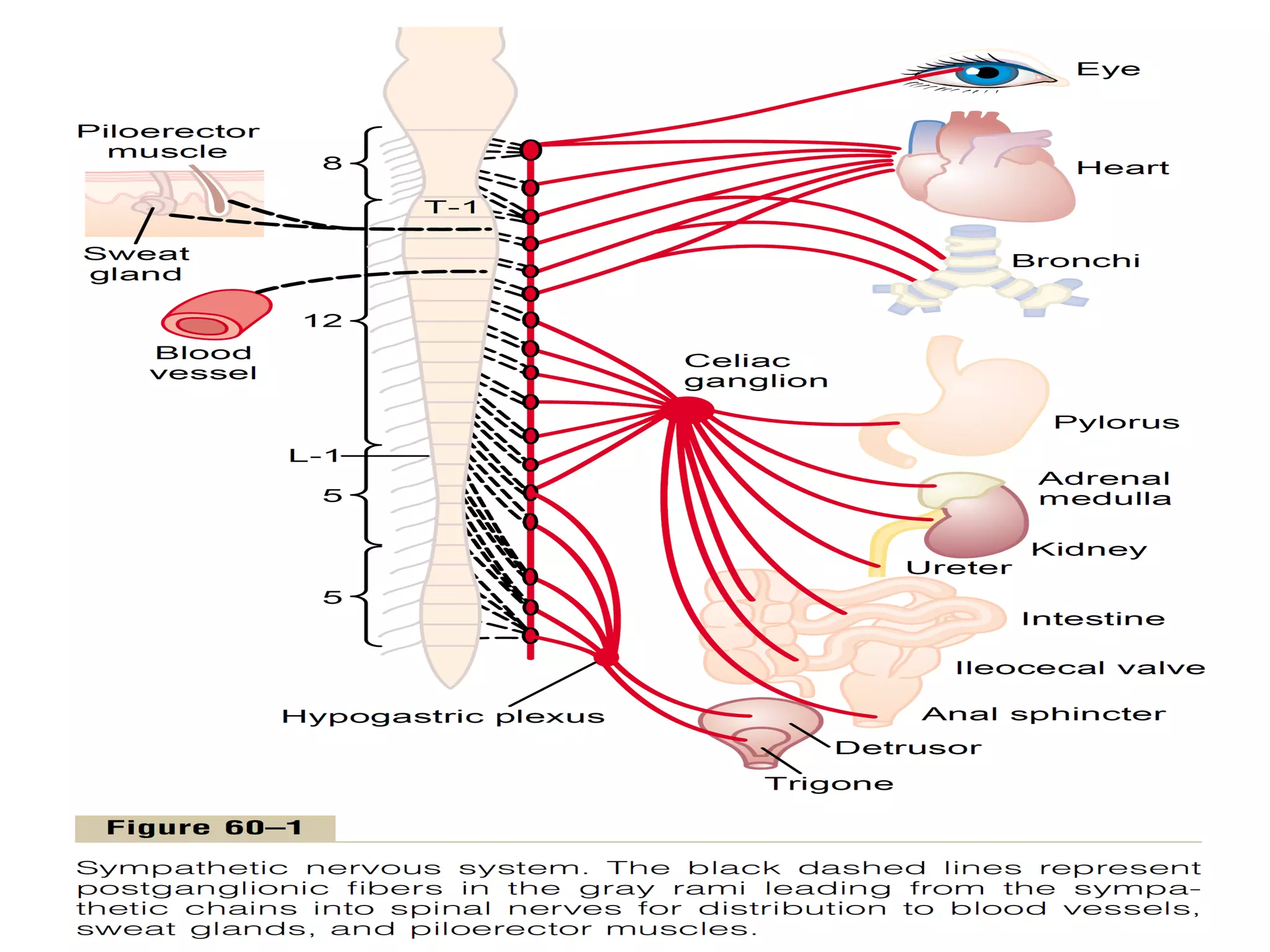 Central Nervous System Physiology