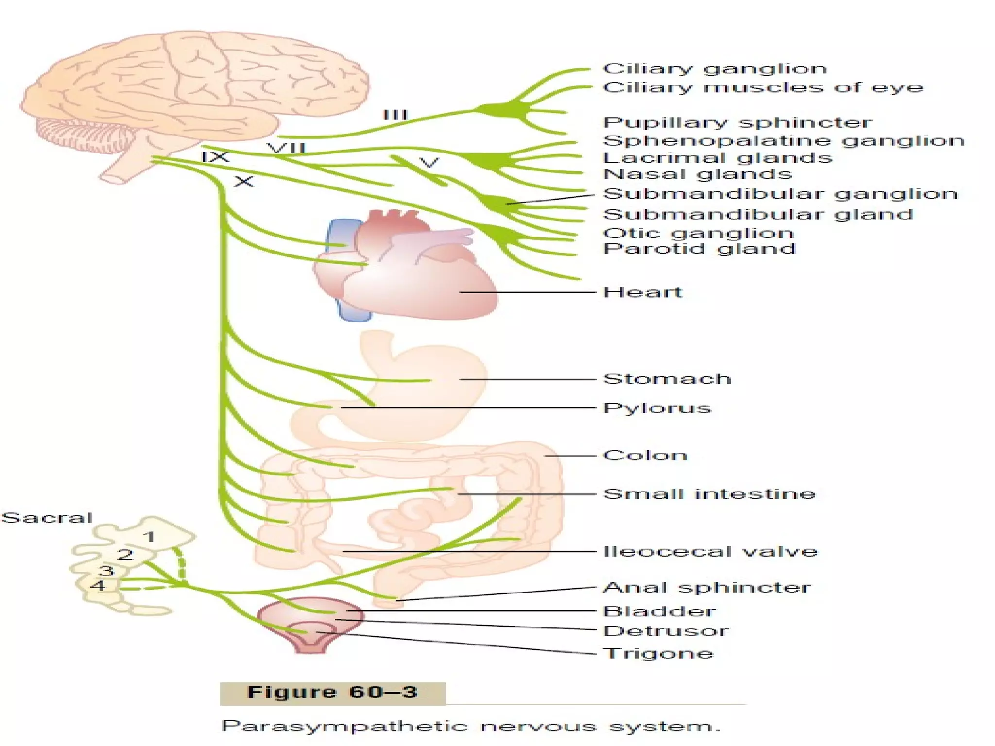 Central Nervous System Physiology