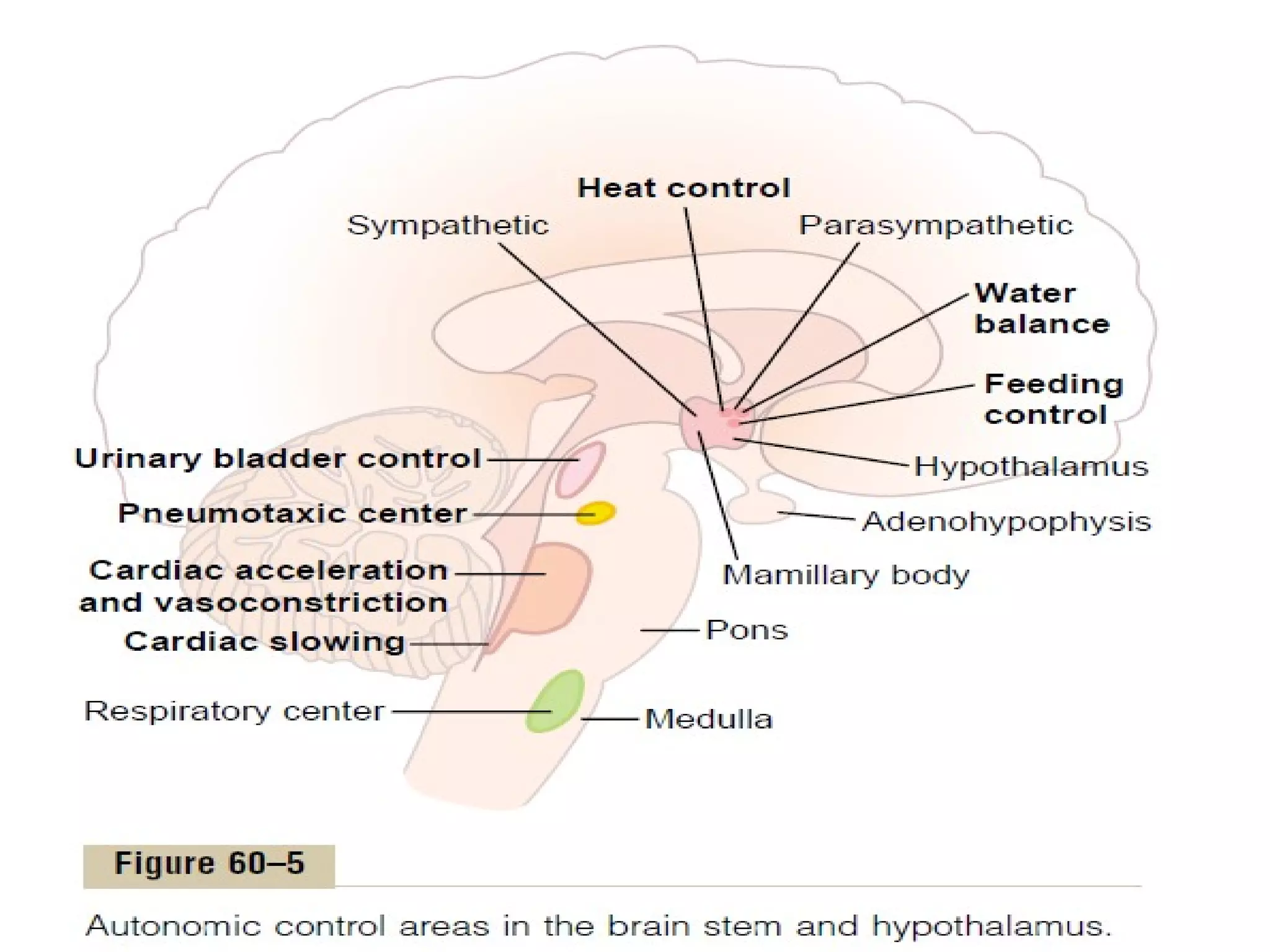 Central Nervous System Physiology