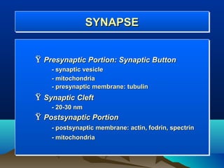 SYNAPSE
                 SYNAPSE


Ÿ Presynaptic Portion: Synaptic Button
    - synaptic vesicle
    - mitochondria
    - presynaptic membrane: tubulin
Ÿ Synaptic Cleft
    - 20-30 nm
Ÿ Postsynaptic Portion
    - postsynaptic membrane: actin, fodrin, spectrin
    - mitochondria
 