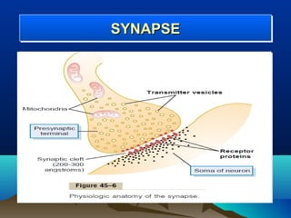 SYNAPSE
SYNAPSE
 