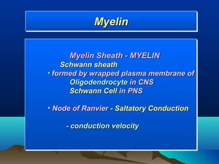 Myelin
             Myelin

      Myelin Sheath - MYELIN
    Schwann sheath
• formed by wrapped plasma membrane of
      Oligodendrocyte in CNS
      Schwann Cell in PNS

• Node of Ranvier - Saltatory Conduction

     - conduction velocity
 