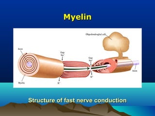 Myelin




Structure of fast nerve conduction
 
