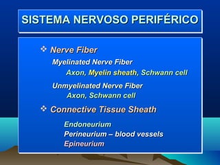 SISTEMA NERVOSO PERIFÉRICO
SISTEMA NERVOSO PERIFÉRICO

   Nerve Fiber
    Myelinated Nerve Fiber
       Axon, Myelin sheath, Schwann cell
    Unmyelinated Nerve Fiber
       Axon, Schwann cell
   Connective Tissue Sheath
       Endoneurium
       Perineurium – blood vessels
       Epineurium
 