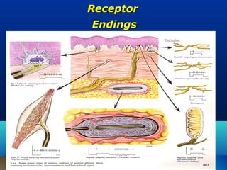 Receptor
Endings
 
