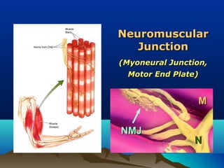 Neuromuscular
   Junction
(Myoneural Junction,
  Motor End Plate)


                 M


NMJ
                 N
 