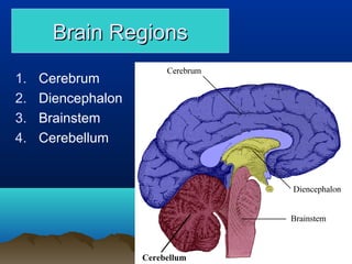 Brain Regions

1.   Cerebrum
2.   Diencephalon
3.   Brainstem
4.   Cerebellum




                    Cerebellum
 