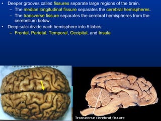 •   Deeper grooves called fissures separate large regions of the brain.
     – The median longitudinal fissure separates the cerebral hemispheres.
     – The transverse fissure separates the cerebral hemispheres from the
       cerebellum below.
•   Deep sulci divide each hemisphere into 5 lobes:
     – Frontal, Parietal, Temporal, Occipital, and Insula
 