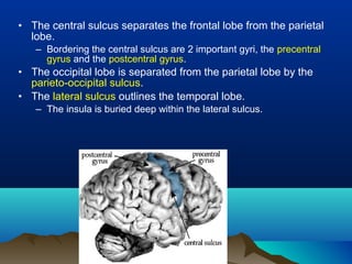 • The central sulcus separates the frontal lobe from the parietal
  lobe.
   – Bordering the central sulcus are 2 important gyri, the precentral
     gyrus and the postcentral gyrus.
• The occipital lobe is separated from the parietal lobe by the
  parieto-occipital sulcus.
• The lateral sulcus outlines the temporal lobe.
   – The insula is buried deep within the lateral sulcus.
 