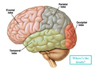 Where’s the
 insula?
 