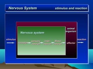 Nervous System
 Nervous System                           stimulus and reaction
                                          stimulus and reaction




                                                    animal
                                                   organism
            Nervous system

stimulus                                                      reaction
                      sensory    Inter-    Motor
           receptor                                effector
                       neuron   neuron    neuron
 