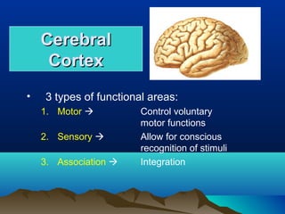Cerebral
     Cortex
•   3 types of functional areas:
    1. Motor           Control voluntary
                        motor functions
    2. Sensory         Allow for conscious
                        recognition of stimuli
    3. Association     Integration
 