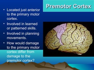• Located just anterior
                          Premotor Cortex
  to the primary motor
  cortex.
• Involved in learned
  or patterned skills.
• Involved in planning
  movements.
• How would damage
  to the primary motor
  cortex differ from
  damage to the
  premotor cortex?
 