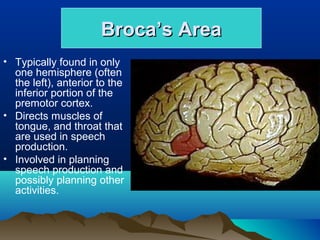 Broca’s Area
• Typically found in only
  one hemisphere (often
  the left), anterior to the
  inferior portion of the
  premotor cortex.
• Directs muscles of
  tongue, and throat that
  are used in speech
  production.
• Involved in planning
  speech production and
  possibly planning other
  activities.
 