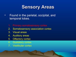 Sensory Areas
•    Found in the parietal, occipital, and
     temporal lobes.

    1.   Primary somatosensory cortex
    2.   Somatosensory association cortex
    3.   Visual areas
    4.   Auditory areas
    5.   Olfactory cortex
    6.   Gustatory cortex
    7.   Vestibular cortex
 