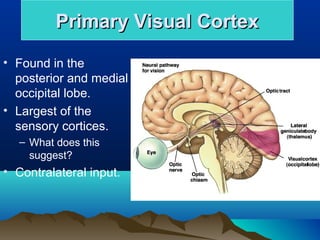 Primary Visual Cortex
• Found in the
  posterior and medial
  occipital lobe.
• Largest of the
  sensory cortices.
   – What does this
     suggest?
• Contralateral input.
 