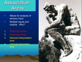 Association
   Areas
•    Allows for analysis of
     sensory input.
•    Multiple inputs and
     outputs. Why?

1.   Prefrontal cortex
2.   Language areas
3.   General interpretation
     area
4.   Visceral association
     area
 