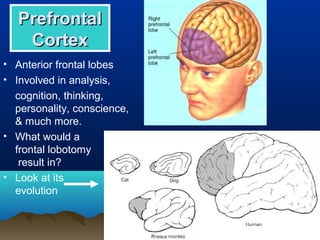 Prefrontal
    Cortex
• Anterior frontal lobes
• Involved in analysis,
  cognition, thinking,
  personality, conscience,
  & much more.
• What would a
  frontal lobotomy
   result in?
• Look at its
  evolution
 