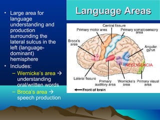 • Large area for           Language Areas
  language
  understanding and
  production
  surrounding the
  lateral sulcus in the
  left (language-
  dominant)
  hemisphere
• Includes:                         NEGLIGENCIA

   – Wernicke’s area 
      understanding
      oral/written words
   – Broca’s area 
      speech production
 