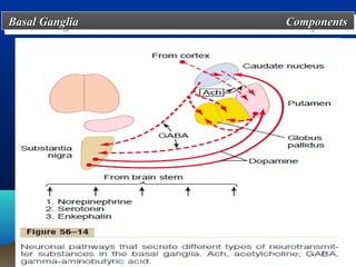 Basal Ganglia
Basal Ganglia   Components
                Components




 ff
 