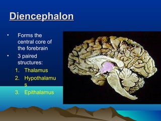 Diencephalon
•     Forms the
      central core of
      the forebrain
•     3 paired
      structures:
     1. Thalamus
     2. Hypothalamu
         s
     3. Epithalamus
 