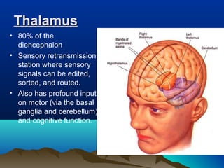 Thalamus
• 80% of the
  diencephalon
• Sensory retransmission
  station where sensory
  signals can be edited,
  sorted, and routed.
• Also has profound input
  on motor (via the basal
  ganglia and cerebellum)
  and cognitive function.
 