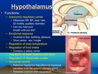 Hypothalamus
• Functions:
   – Autonomic regulatory center
       • Influences HR, BP, resp. rate,
         GI motility, pupillary diameter.
       • Can you hold your
         breath until you die?
   – Emotional response
       • Involved in fear, loathing, pleasure
       • Drive center: sex, hunger
   – Regulation of body temperature
   – Regulation of food intake
       • Contains a satiety center
   – Regulation of water balance and thirst
   – Regulation of sleep/wake cycles
   – Hormonal control
       • Releases hormones that influence hormonal
         secretion from the anterior pituitary gland.
       • Releases oxytocin and vasopressin
 