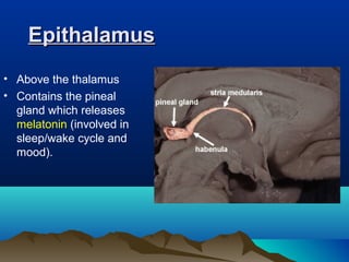 Epithalamus
• Above the thalamus
• Contains the pineal
  gland which releases
  melatonin (involved in
  sleep/wake cycle and
  mood).
 