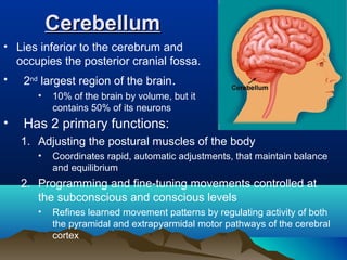 Cerebellum
• Lies inferior to the cerebrum and
  occupies the posterior cranial fossa.
•   2nd largest region of the brain.
       •   10% of the brain by volume, but it
           contains 50% of its neurons
•   Has 2 primary functions:
    1. Adjusting the postural muscles of the body
       •   Coordinates rapid, automatic adjustments, that maintain balance
           and equilibrium
    2. Programming and fine-tuning movements controlled at
       the subconscious and conscious levels
       •   Refines learned movement patterns by regulating activity of both
           the pyramidal and extrapyarmidal motor pathways of the cerebral
           cortex
 