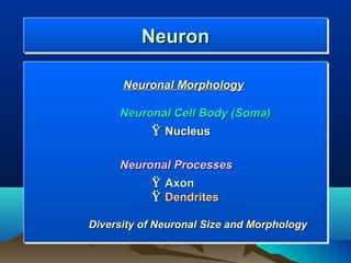 Neuron
         Neuron

      Neuronal Morphology

     Neuronal Cell Body (Soma)
           Ÿ Nucleus

     Neuronal Processes
           Ÿ Axon
           Ÿ Dendrites

Diversity of Neuronal Size and Morphology
 