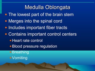 Medulla Oblongata
•   The lowest part of the brain stem
•   Merges into the spinal cord
•   Includes important fiber tracts
•   Contains important control centers
    • Heart rate control
    • Blood pressure regulation
    • Breathing
    • Vomiting
 