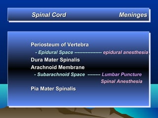 Spinal Cord
Spinal Cord                             Meninges
                                        Meninges



Periosteum of Vertebra
Periosteum of Vertebra
 --Epidural Space ----------------- epidural anesthesia
   Epidural Space ----------------- epidural anesthesia
Dura Mater Spinalis
Dura Mater Spinalis
Arachnoid Membrane
Arachnoid Membrane
 --Subarachnoid Space -------- Lumbar Puncture
   Subarachnoid Space -------- Lumbar Puncture
                              Spinal Anesthesia
                               Spinal Anesthesia
Pia Mater Spinalis
Pia Mater Spinalis
 