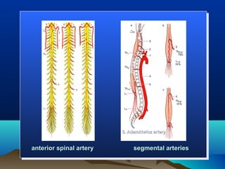 5. Adamkiwicz artery


anterior spinal artery        segmental arteries
 