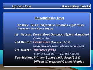 Spinal Cord
Spinal Cord                          Ascending Tracts
                                     Ascending Tracts


               Spinothalamic Tract
               Spinothalamic Tract
   Modality: Pain & Temperature Sensation, Light Touch
   Modality: Pain & Temperature Sensation, Light Touch
   Receptor: Free Nerve Ending
   Receptor: Free Nerve Ending
 Ist Neuron: Dorsal Root Ganglion (Spinal Ganglion)
  Ist Neuron: Dorsal Root Ganglion (Spinal Ganglion)
             Posterior Root
             Posterior Root
 2nd Neuron: Dorsal Horn (Lamina I, IV, V)
 2nd Neuron: Dorsal Horn (Lamina I, IV, V)
             Spinothalamic Tract --(Spinal Lemniscus)
             Spinothalamic Tract (Spinal Lemniscus)
 3rd Neuron: Thalamus (VPL)
 3rd Neuron: Thalamus (VPL)
               Internal Capsule ----- Corona Radiata
                Internal Capsule ----- Corona Radiata
 Termination: Primary Somesthetic Area (S I) &
 Termination: Primary Somesthetic Area (S I) &
              Diffuse Widespread Cortical Region
              Diffuse Widespread Cortical Region
 