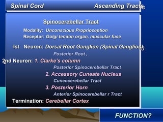 Spinal Cord
   Spinal Cord                          Ascending Tracts
                                        Ascending Tracts

               Spinocerebellar Tract
               Spinocerebellar Tract
       Modality: Unconscious Proprioception
       Modality: Unconscious Proprioception
       Receptor: Golgi tendon organ, muscular fuse
       Receptor: Golgi tendon organ, muscular fuse
    Ist Neuron: Dorsal Root Ganglion (Spinal Ganglion)
     Ist Neuron: Dorsal Root Ganglion (Spinal Ganglion)
                    Posterior Root ,,
                    Posterior Root
2nd Neuron: 1. Clarke’s column
2nd Neuron: 1. Clarke’s column
                    Posterior Spinocerebellar Tract
                    Posterior Spinocerebellar Tract
                 2. Accessory Cuneate Nucleus
                 2. Accessory Cuneate Nucleus
                    Cuneocerebellar Tract
                    Cuneocerebellar Tract
                 3. Posterior Horn
                 3. Posterior Horn
                    Anterior Spinocerebellar rrTract
                    Anterior Spinocerebellar Tract
   Termination: Cerebellar Cortex
   Termination: Cerebellar Cortex

                                                FUNCTION?
                                                FUNCTION?
 