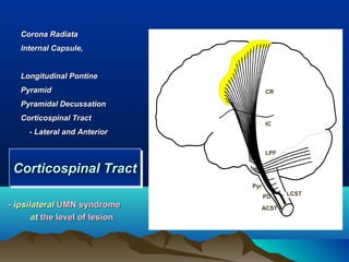 Corona Radiata
   lnternal Capsule,


   Longitudinal Pontine
   Pyramid                            CR

   Pyramidal Decussation
   Corticospinal Tract
                                      IC
     - Lateral and Anterior

                                      LPF


 Corticospinal Tract
 Corticospinal Tract
                                Pyr
                                      PD     LCST

- ipsilateral UMN syndrome            ACST
       at the level of lesion
 