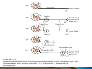 Central Nervous System Physiology
