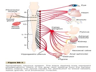 Central Nervous System Physiology