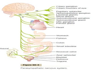 Central Nervous System Physiology