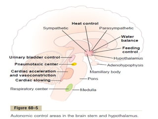 Central Nervous System Physiology