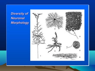 Diversity of
Neuronal
Morphology
 