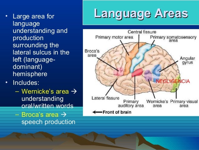 Central Nervous System Physiology