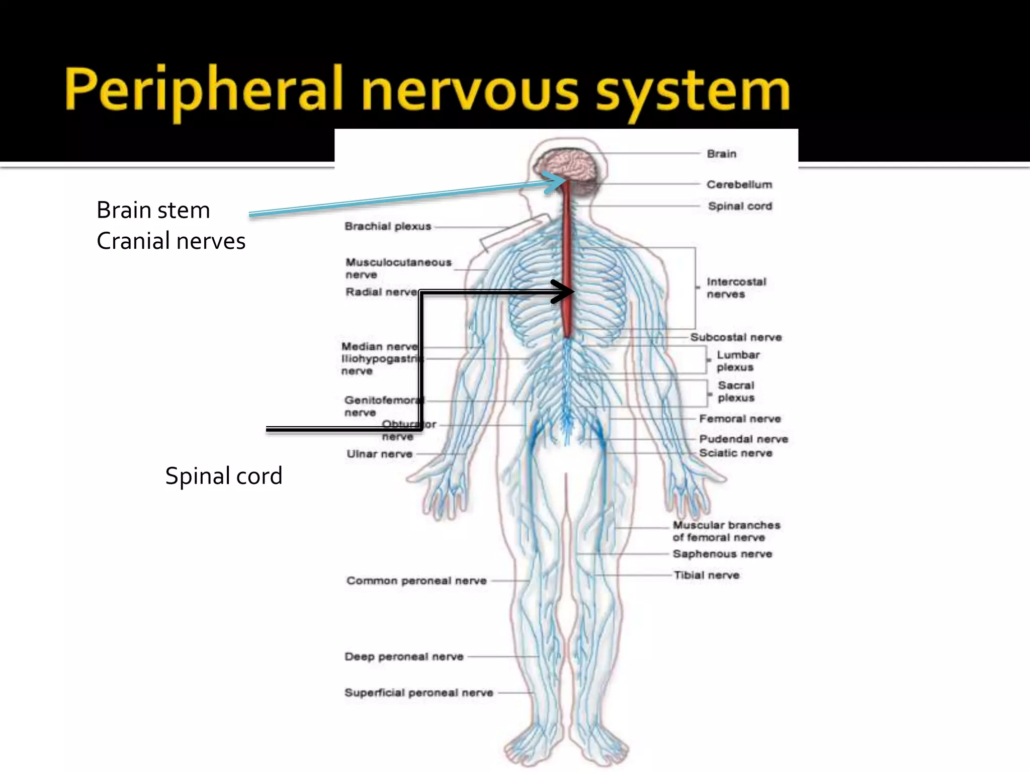 Brain stem
Cranial nerves
Spinal cord
 