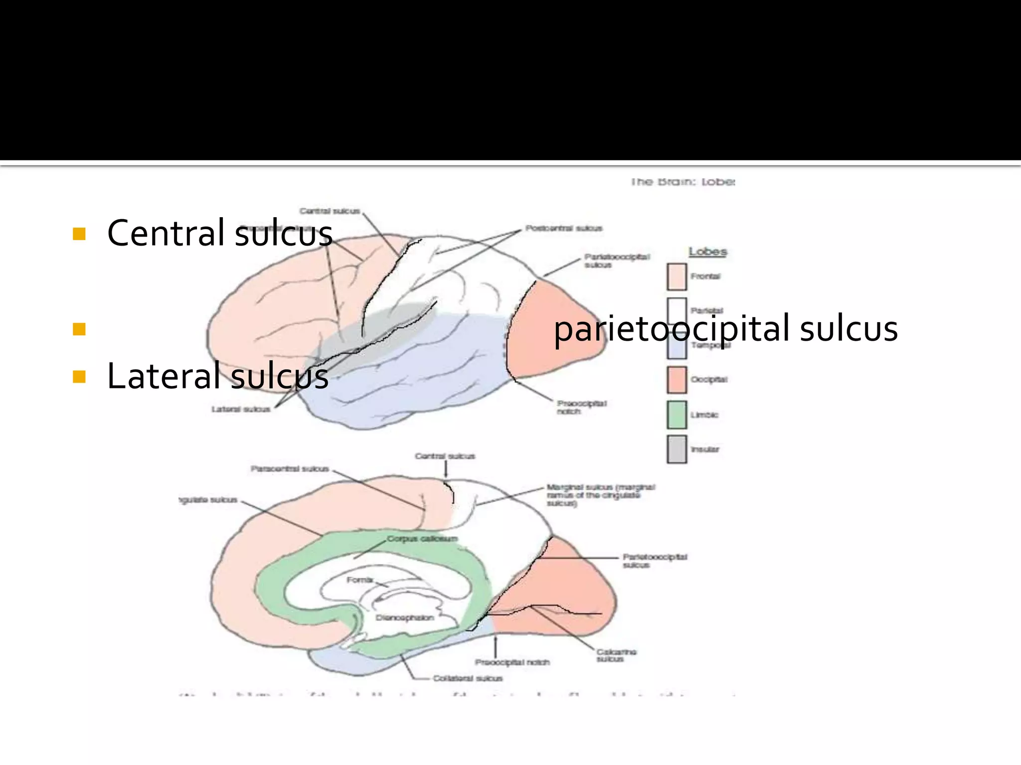  Central sulcus
 parietoocipital sulcus
 Lateral sulcus
 