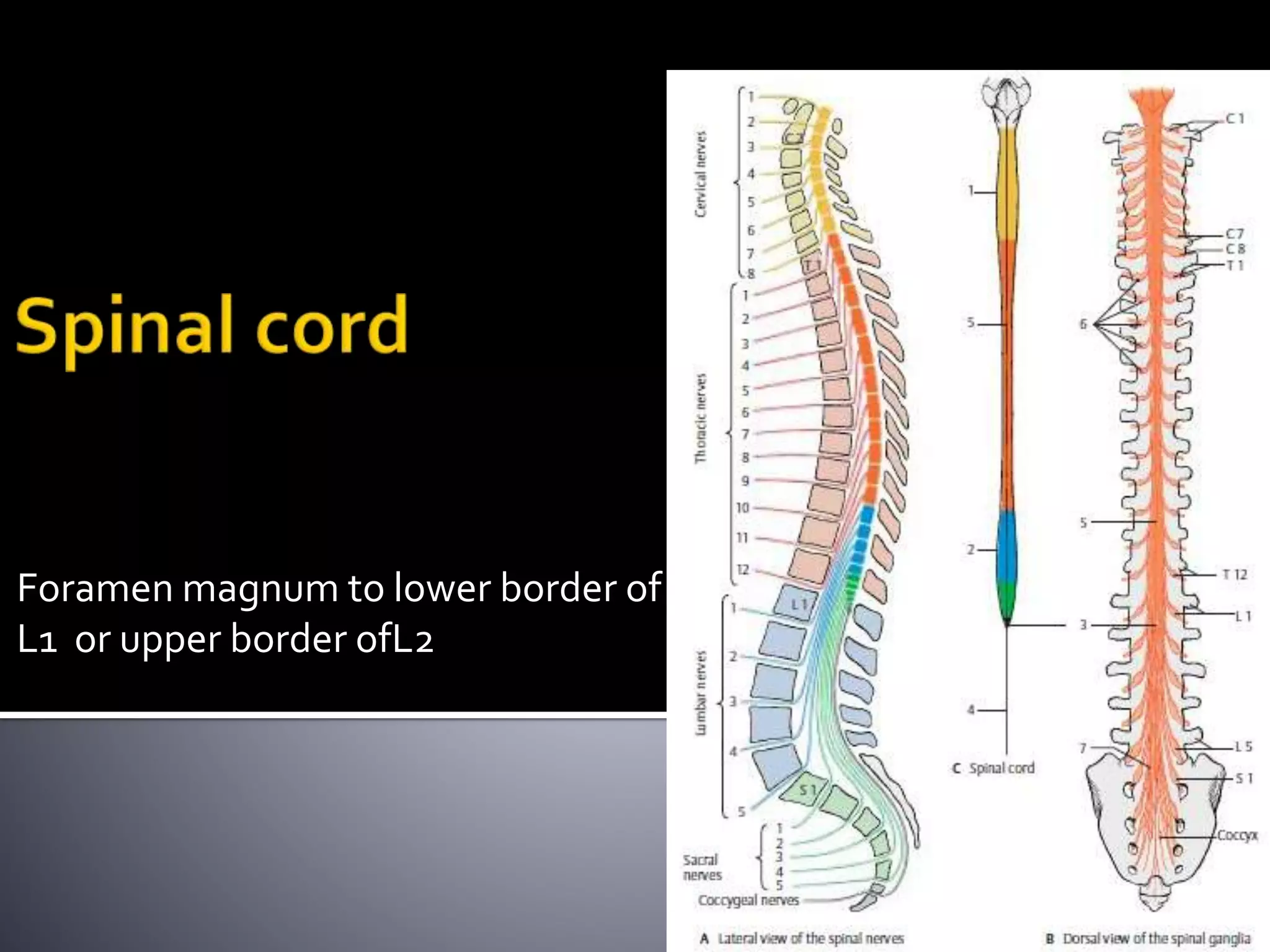 Foramen magnum to lower border of
L1 or upper border ofL2
 