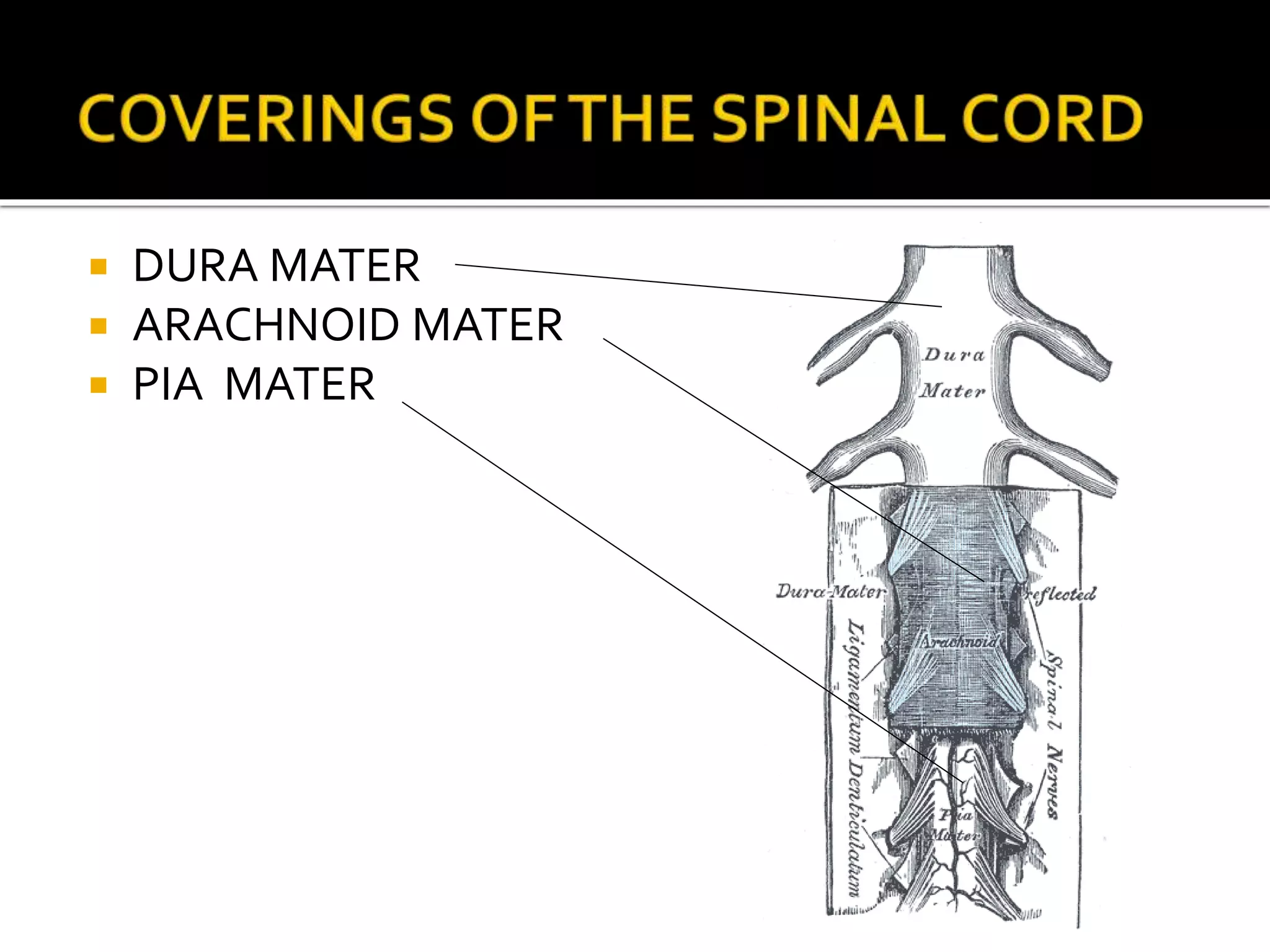  DURA MATER
 ARACHNOID MATER
 PIA MATER
 